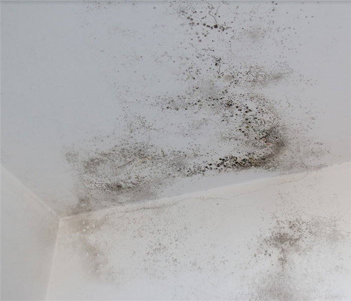 the walls of a room covered in mold spores